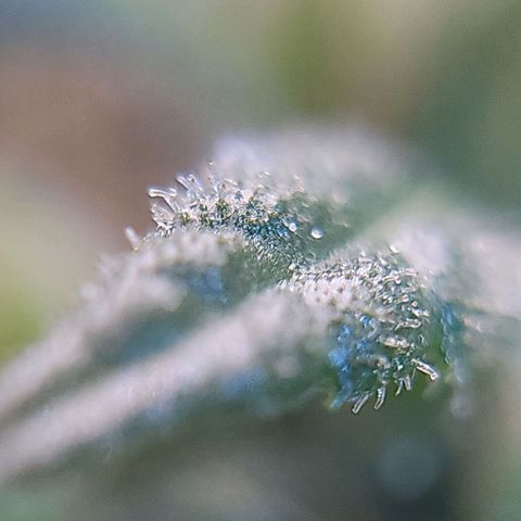 BB- G13 growlog timeline photo