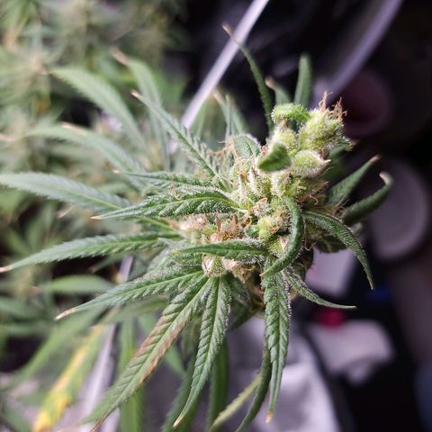 BB- G13 growlog timeline photo