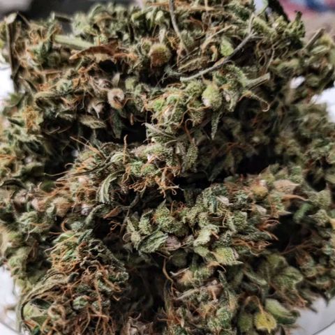 BB- G13 growlog timeline photo