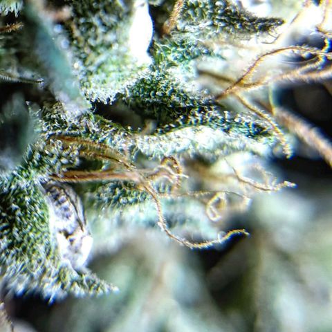 BB- G13 growlog timeline photo