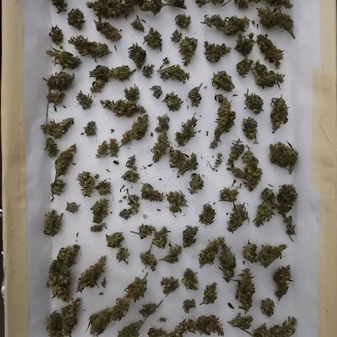 BB- G13 growlog timeline photo