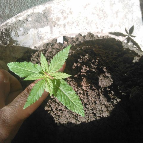 Rosa growlog photo: Levando solzinho pela manha 3° gurmo de folha prestes a se abrir