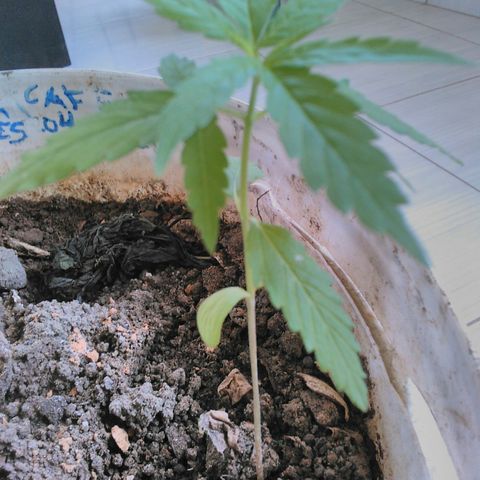 Rosa growlog timeline photo