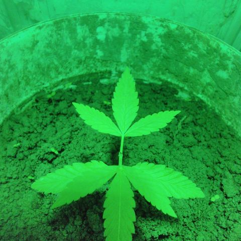Rosa growlog timeline photo
