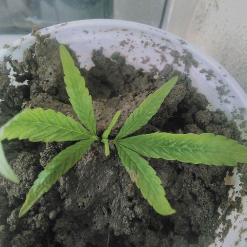 Rosa growlog photo: Realizada primeira poda apical