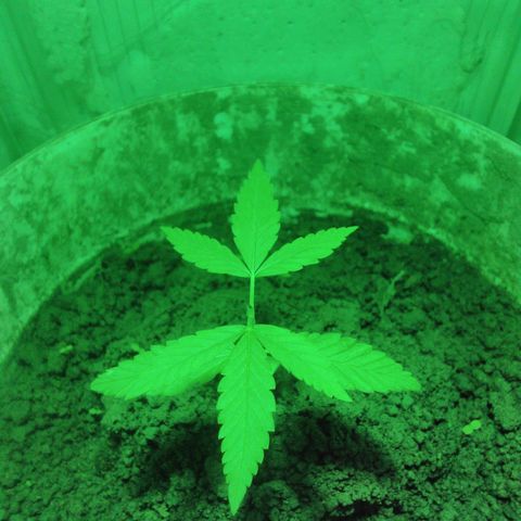 Rosa growlog photo: Primeira poda apical 