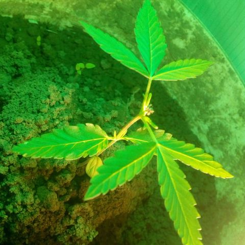 Rosa growlog photo: Começou desenvolver depois da poda