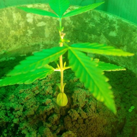 Rosa growlog photo: Brotos secundário começando desenvolver após poda apical