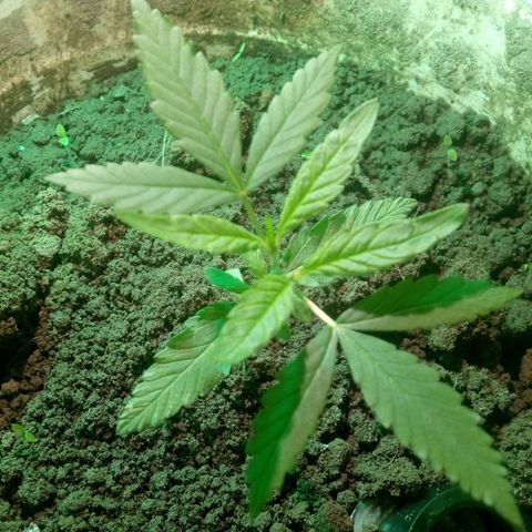Rosa growlog photo: Brotos secundário em bom estado de desenvolvimento