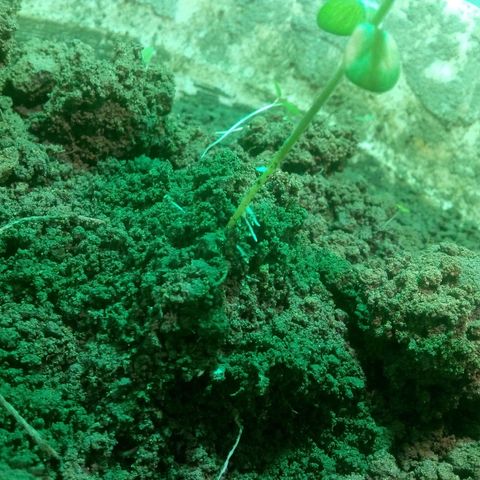 Rosa growlog photo: Desenterrei 1cm de areia raiz já apareceu
