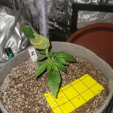 Zkittlez Auto growlog timeline photo