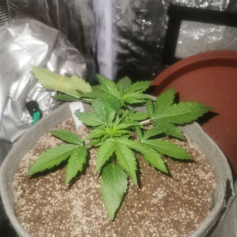 Zkittlez Auto growlog timeline photo