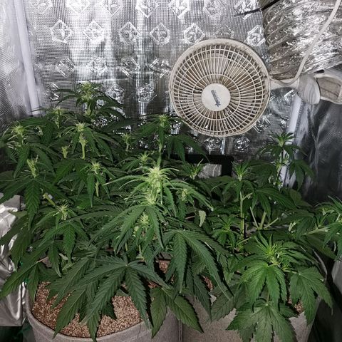 Zkittlez Auto growlog timeline photo