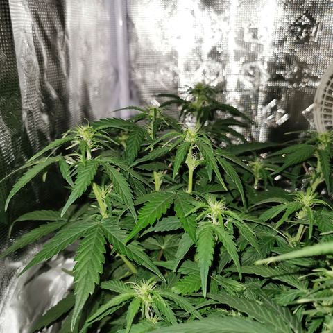 Zkittlez Auto growlog timeline photo