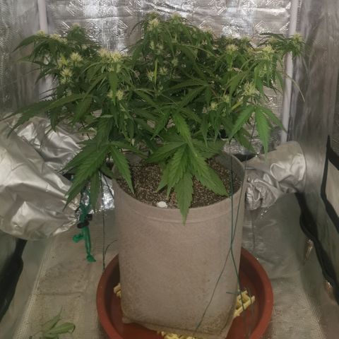 Zkittlez Auto growlog timeline photo