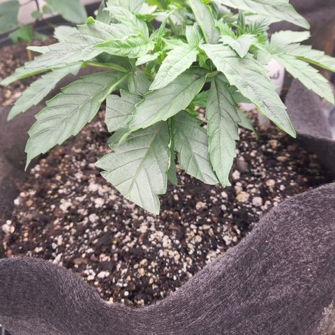 Northern Lights Auto growlog timeline photo