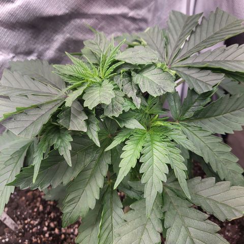 Northern Lights Auto growlog timeline photo