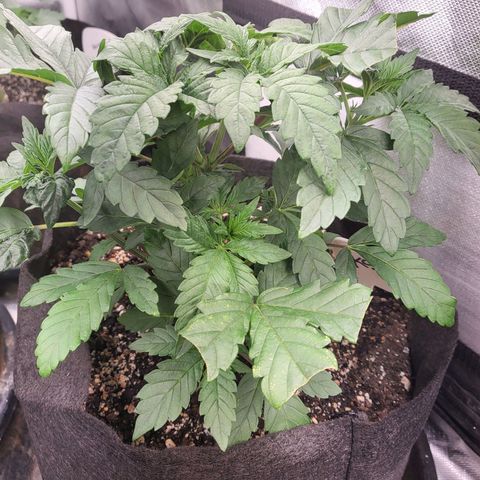 Northern Lights Auto growlog timeline photo