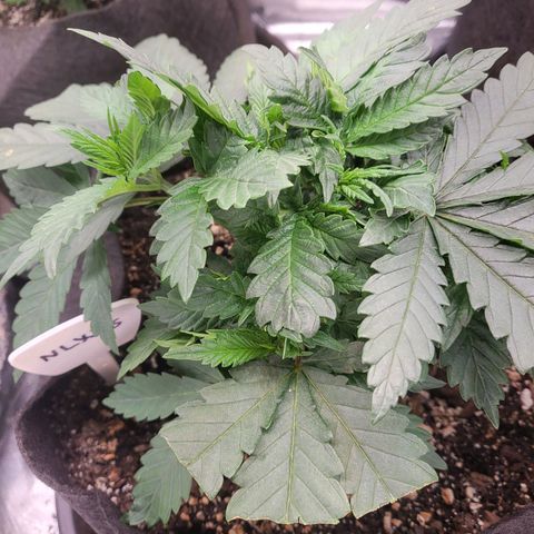 Northern Lights Auto growlog timeline photo