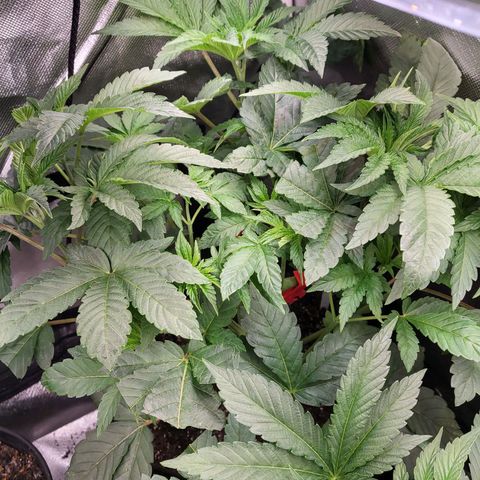 Northern Lights Auto growlog timeline photo