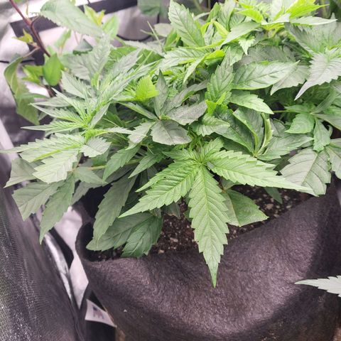 Northern Lights Auto growlog timeline photo