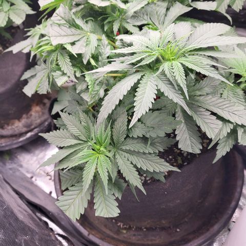 Northern Lights Auto growlog timeline photo