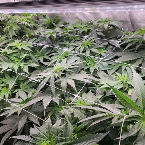 Northern Lights Auto growlog timeline photo