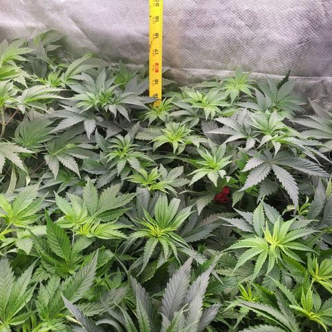 Northern Lights Auto growlog timeline photo