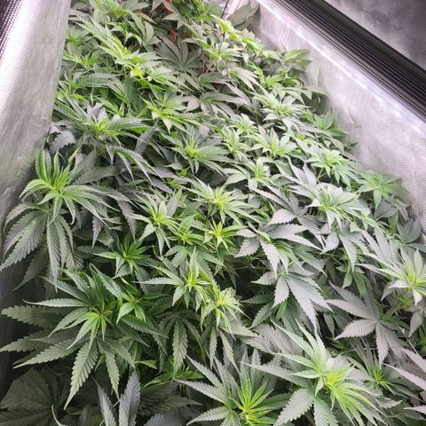 Northern Lights Auto growlog timeline photo