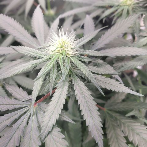 Northern Lights Auto growlog timeline photo