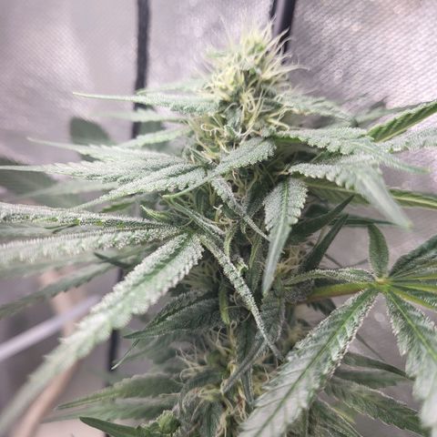 Northern Lights Auto growlog timeline photo