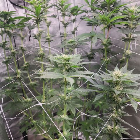 Northern Lights Auto growlog timeline photo
