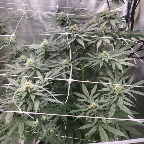 Northern Lights Auto growlog timeline photo
