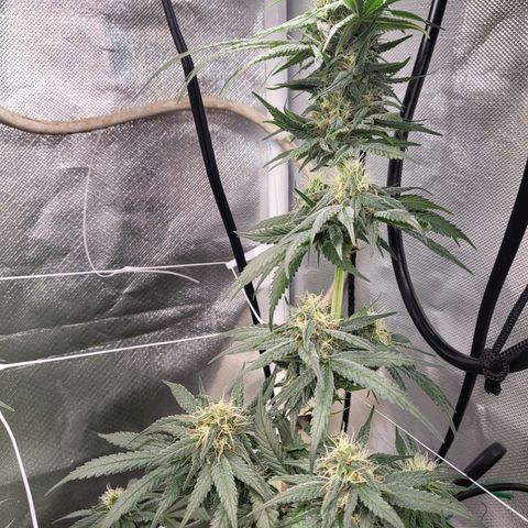 Northern Lights Auto growlog timeline photo