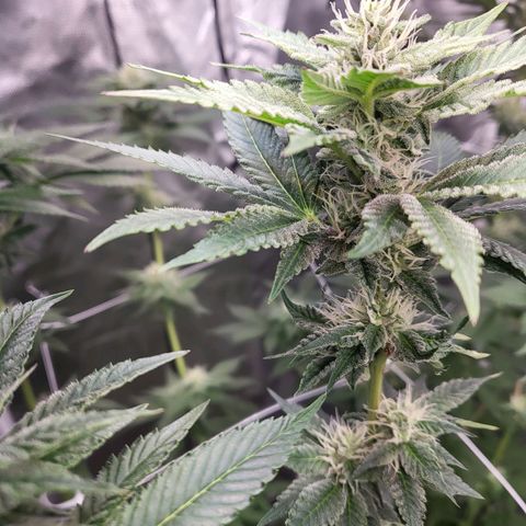 Northern Lights Auto growlog timeline photo