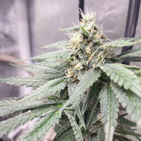 Northern Lights Auto growlog timeline photo