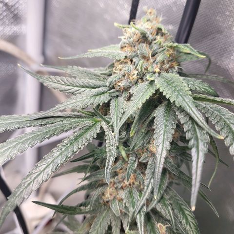 Northern Lights Auto growlog timeline photo