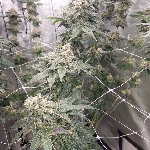 Northern Lights Auto growlog photo: Dark rainbow 