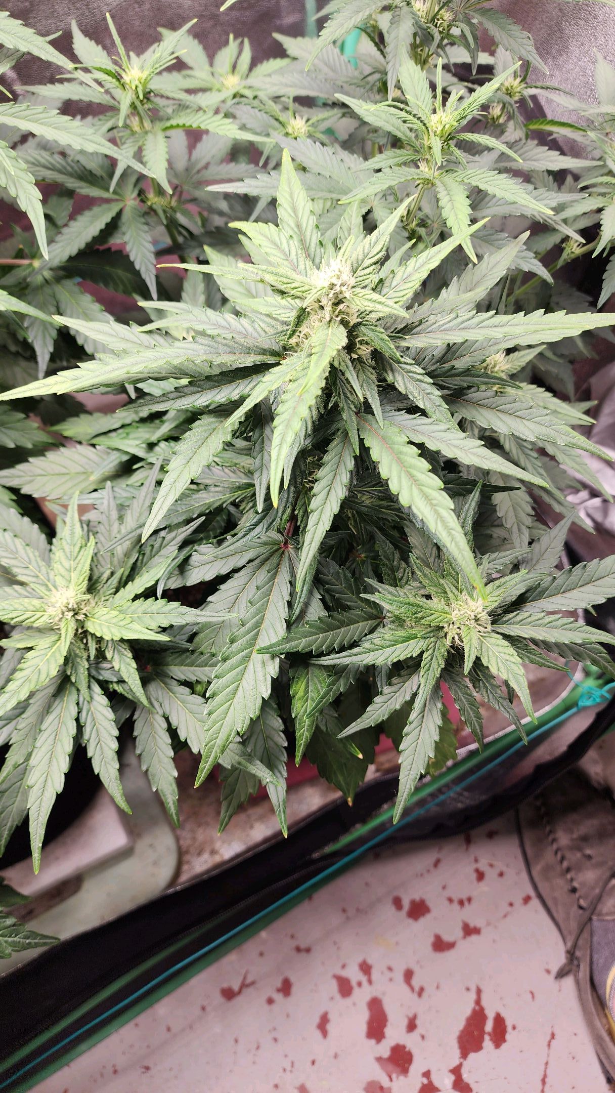 Gorilla Glue #1 growlog header