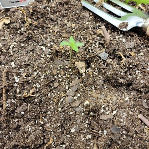 Yoko growlog timeline photo
