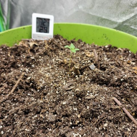 Yoko growlog timeline photo