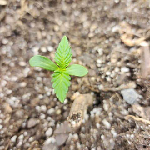 Yoko growlog timeline photo