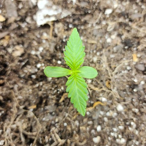 Yoko growlog timeline photo