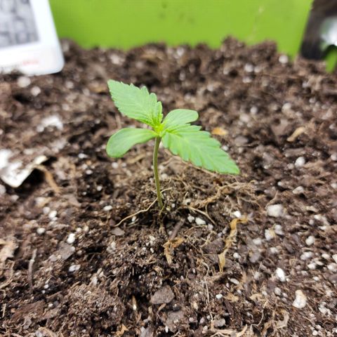 Yoko growlog timeline photo
