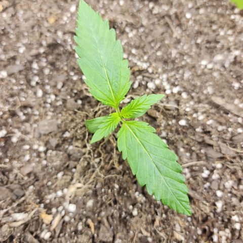 Yoko growlog timeline photo