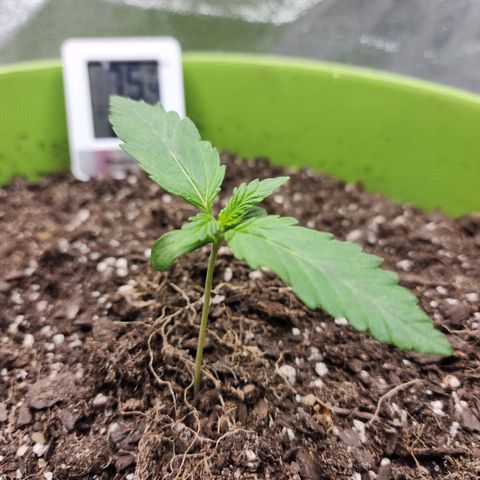Yoko growlog timeline photo