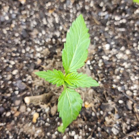 Yoko growlog timeline photo