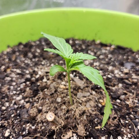 Yoko growlog timeline photo