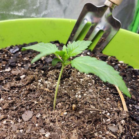 Yoko growlog timeline photo