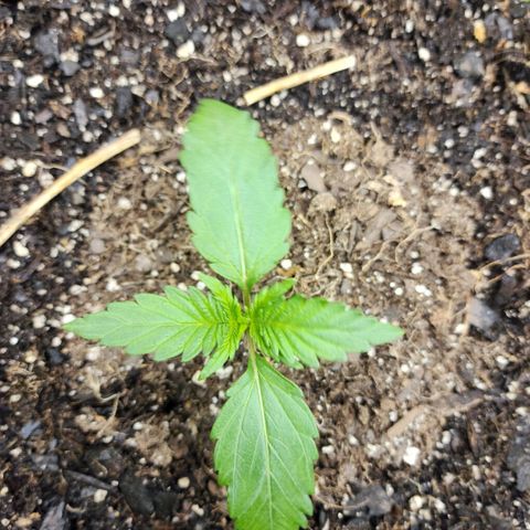 Yoko growlog timeline photo